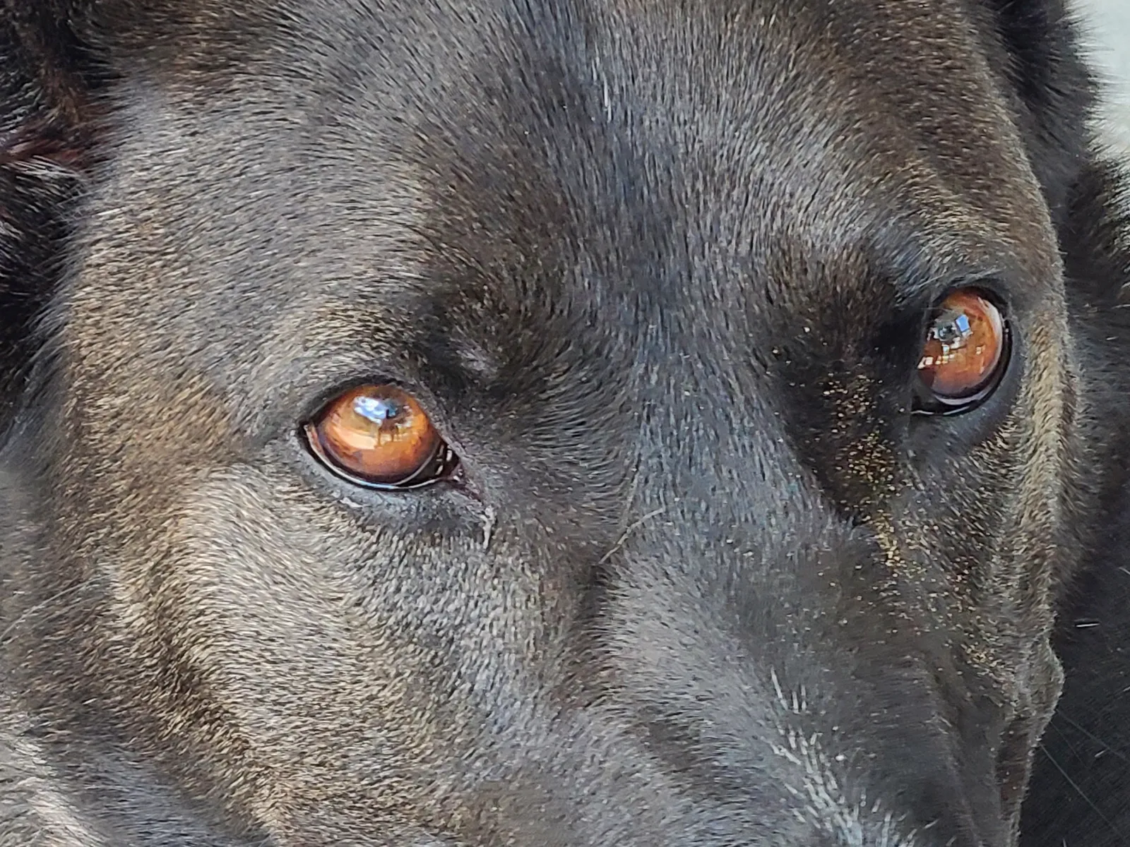 Belgian Malinois vs German Shepherd: Real Differences That Matter